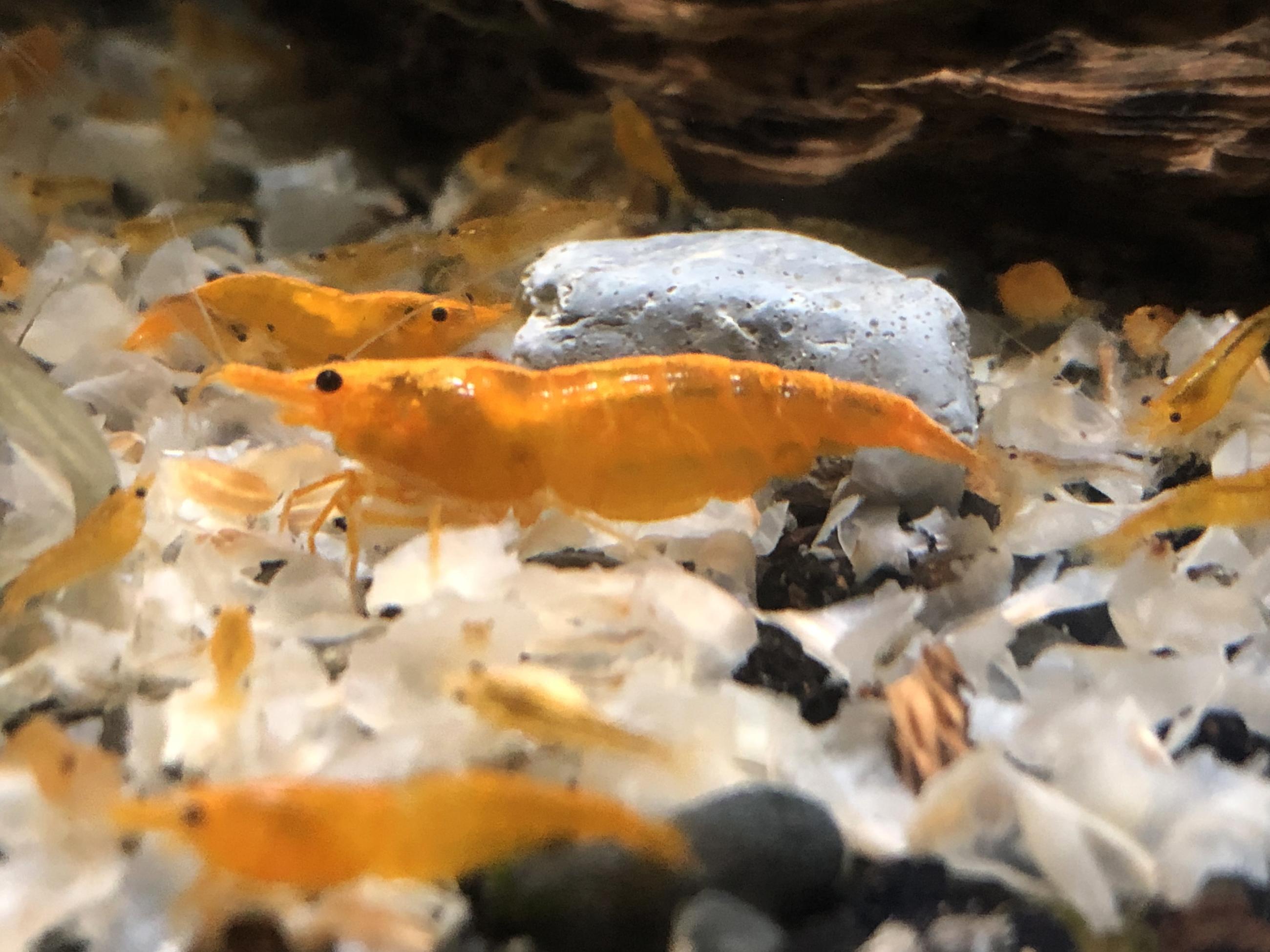 10+1 Sunkist Freshwater Neocaridina Aquarium Shrimp - Live Arrival Guarantee, USA
