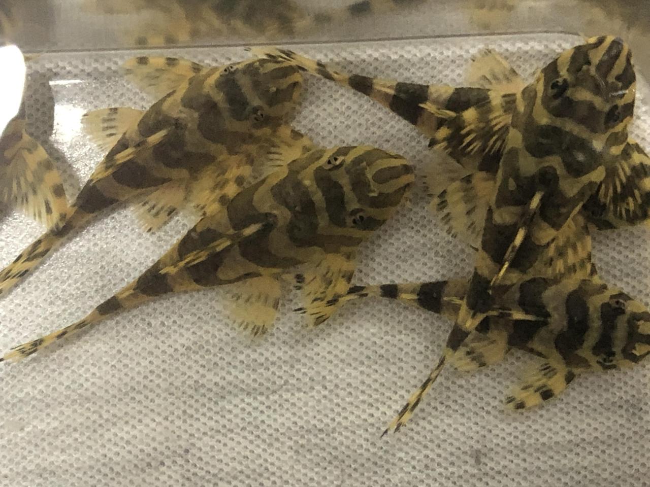 L134 leopard frog 5.5-6.5cm