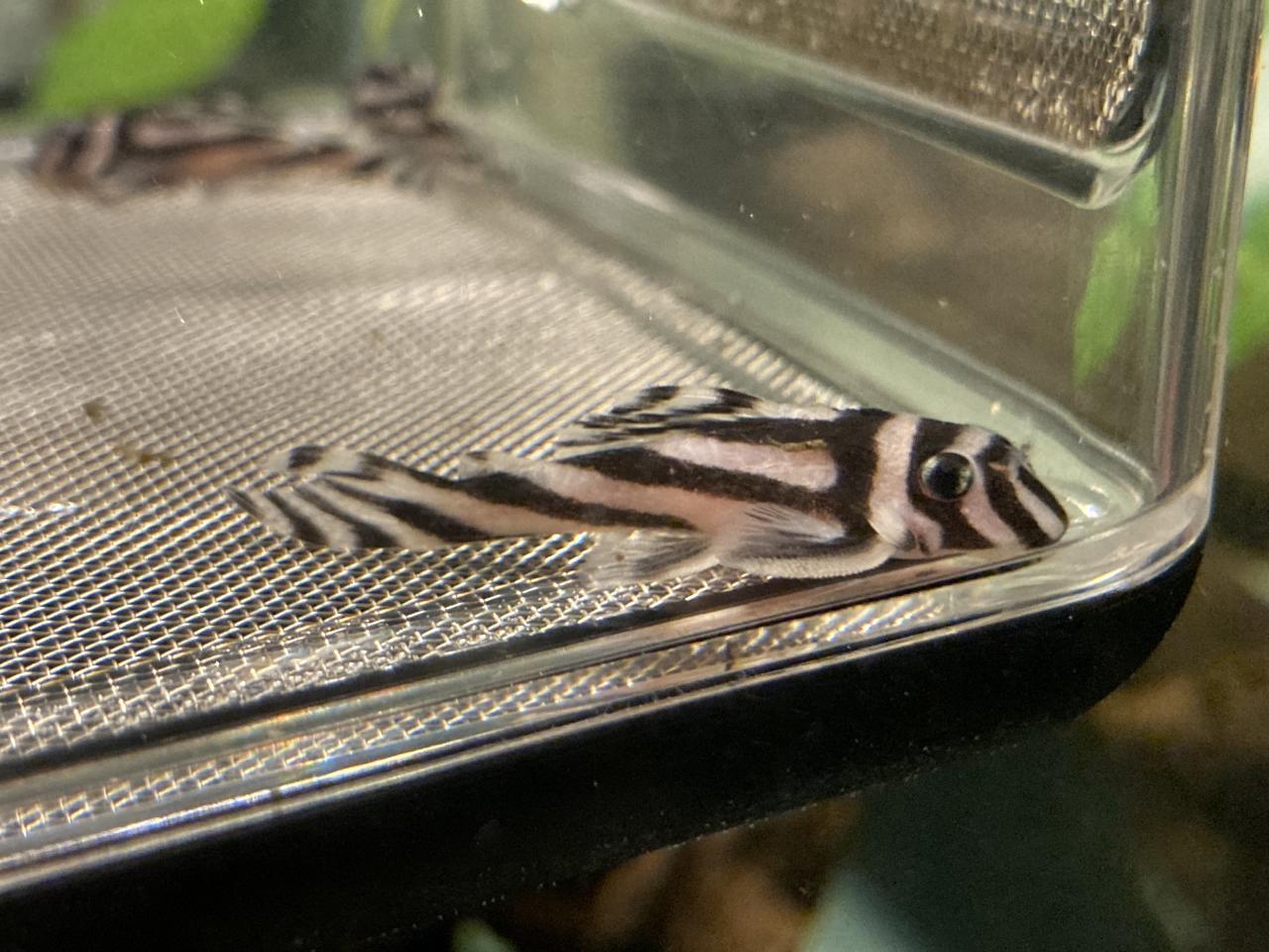 L046 zebra pleco