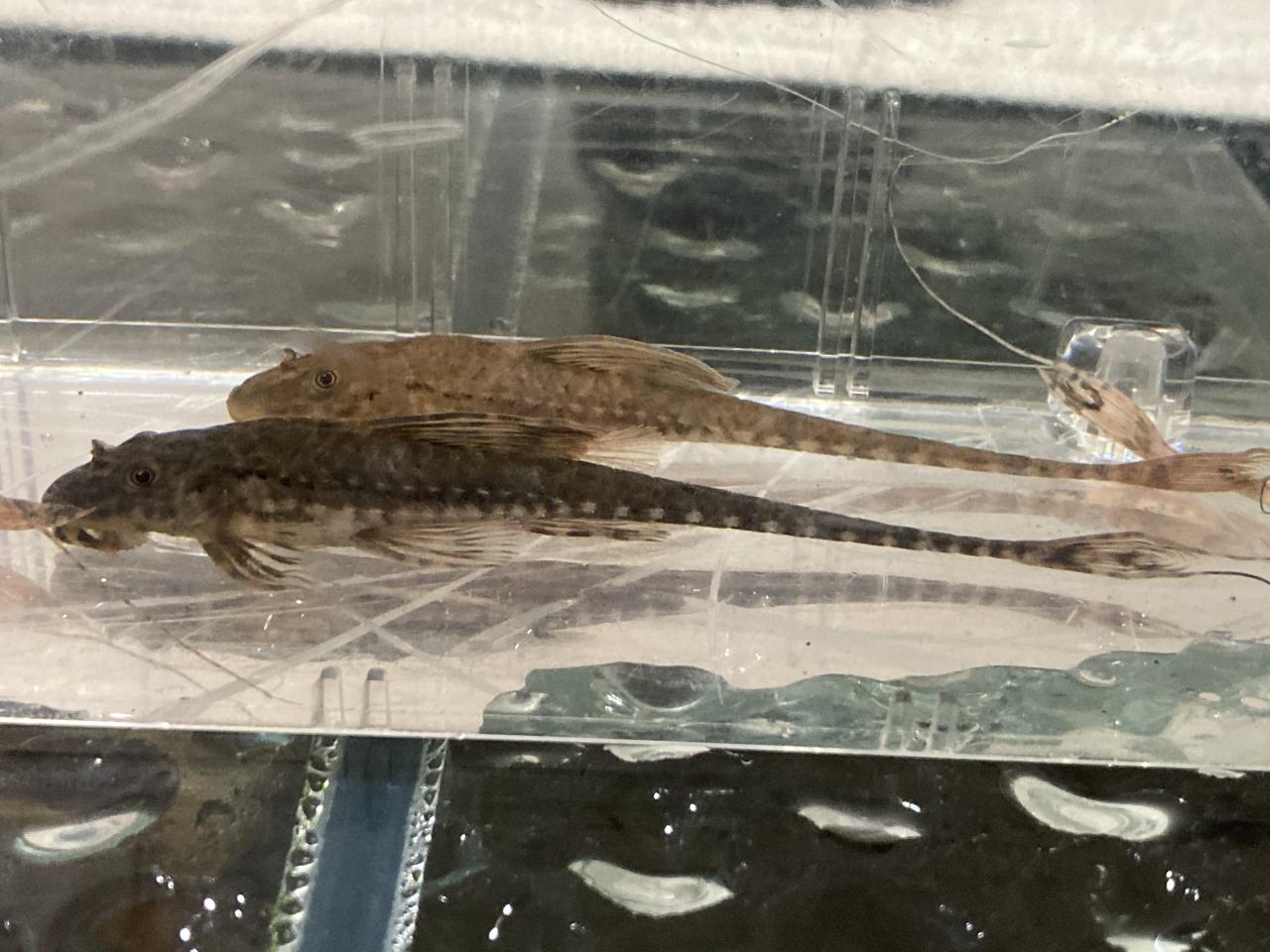 whiptail pairs