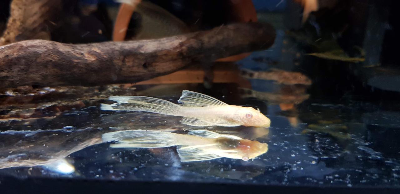 Albino lf bristlenose