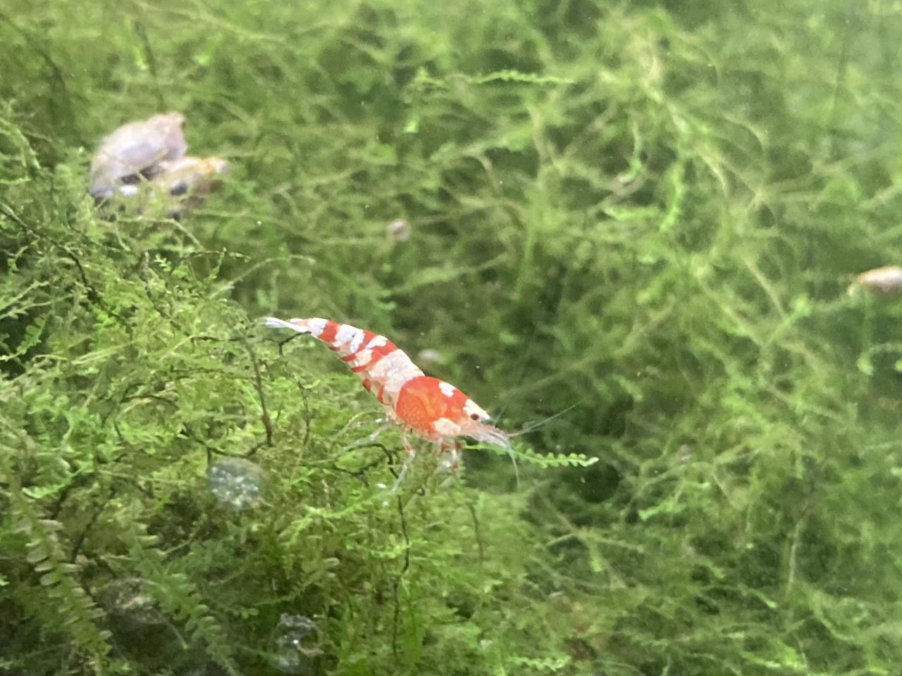fancy red tiger
