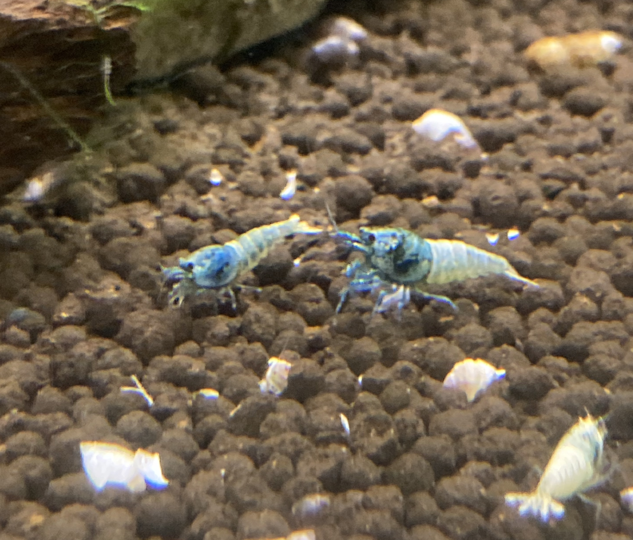 Bluebolt