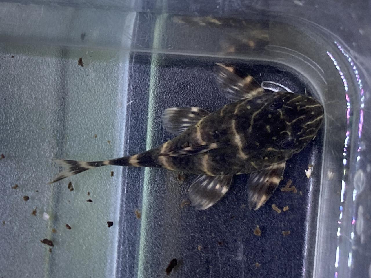 L104 clown pleco
