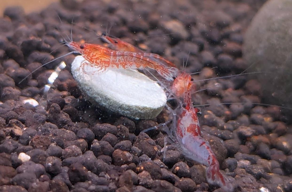red rilli