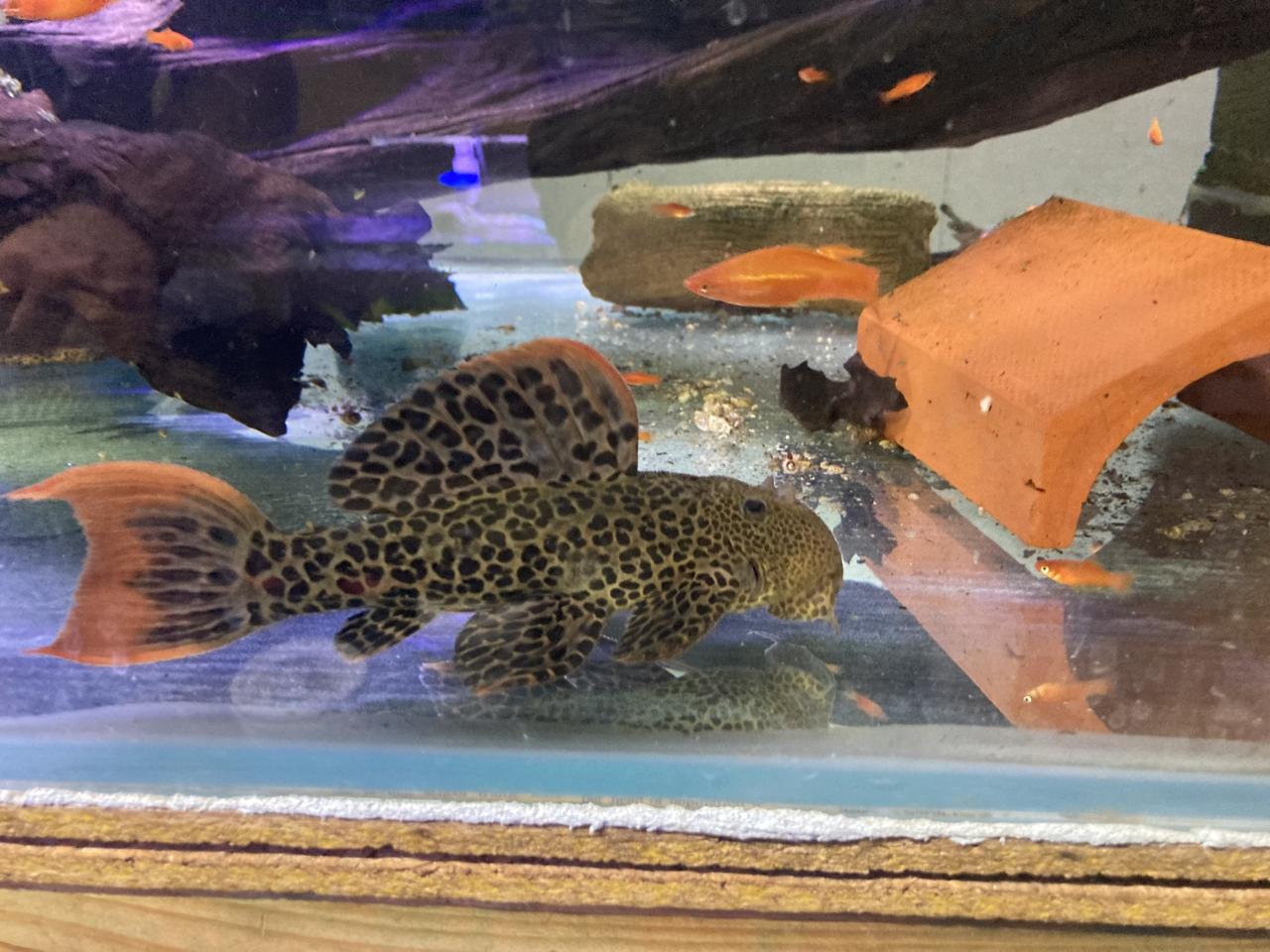 L600 leopard cactus pleco
