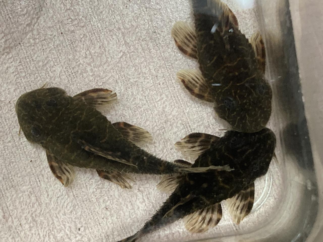 L104 clown pleco