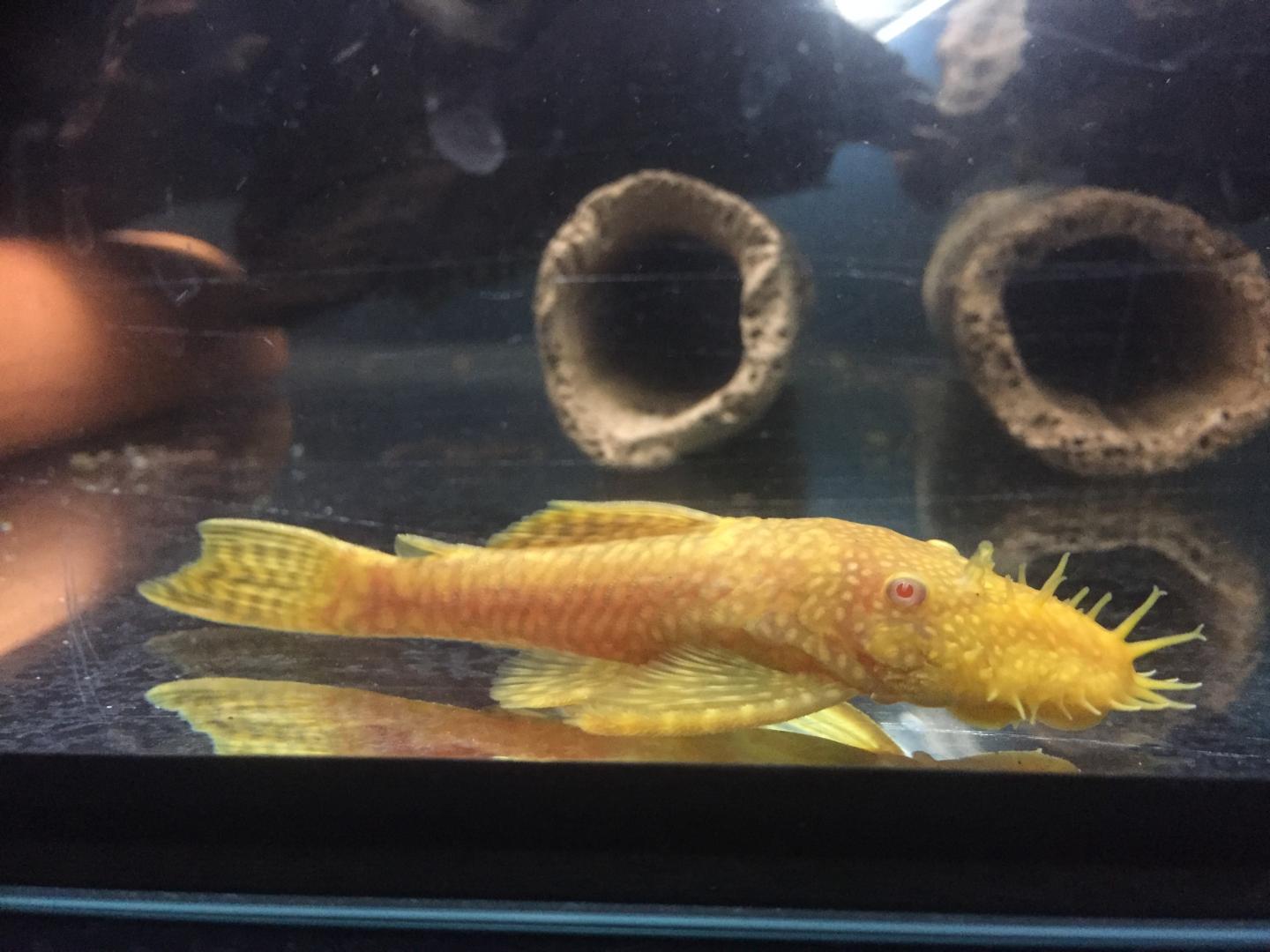 Buy Bristlenose Catfish online in Australia Point Pleco Aquariums