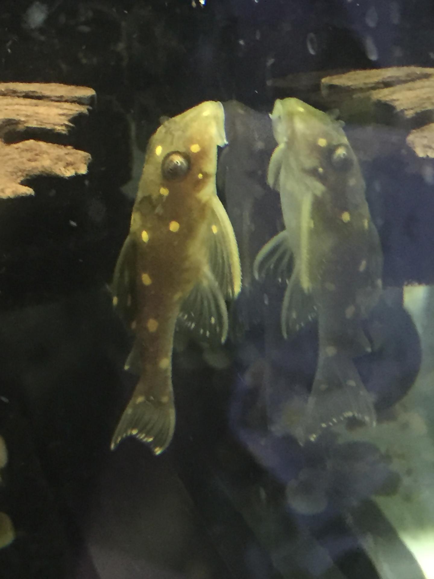 L201 - Leucistic Silver - Orinoco Angel 