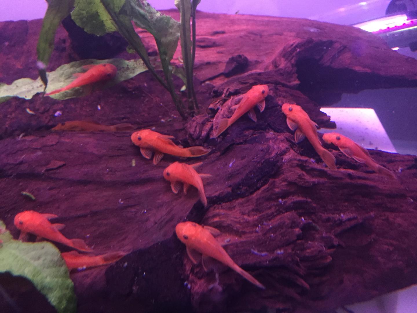Reds fry