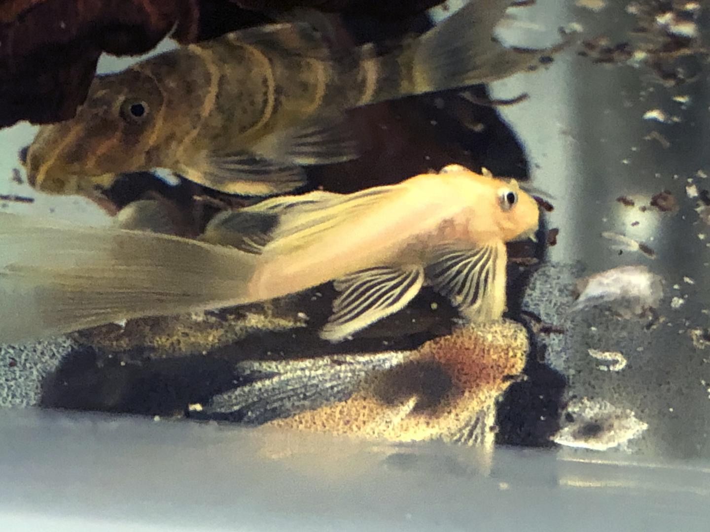 False L144 Lemon Longfin Bristlenose