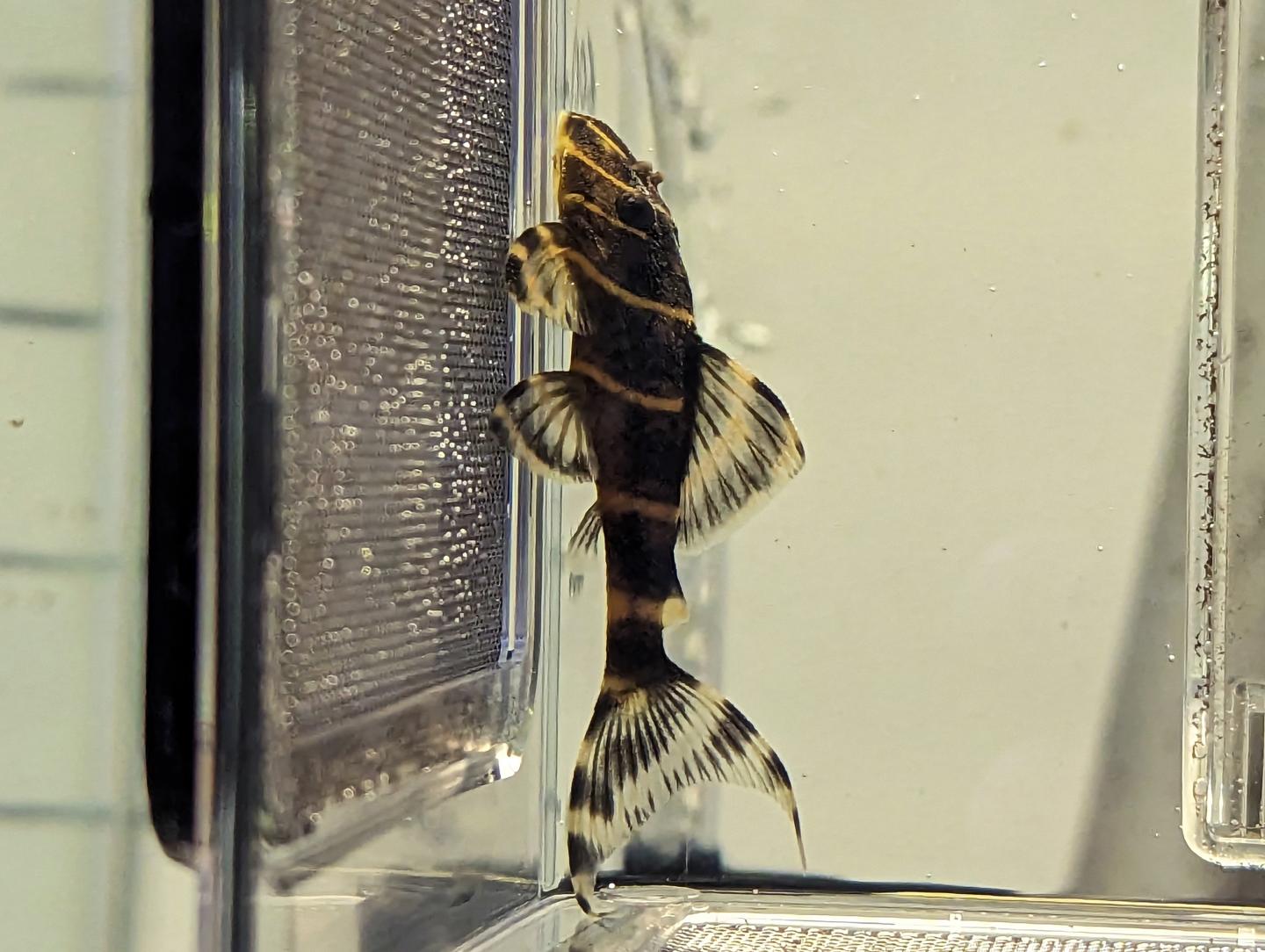 L204 Flash Pleco