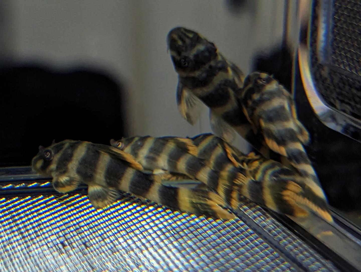 L377 Prince Tiger Pleco
