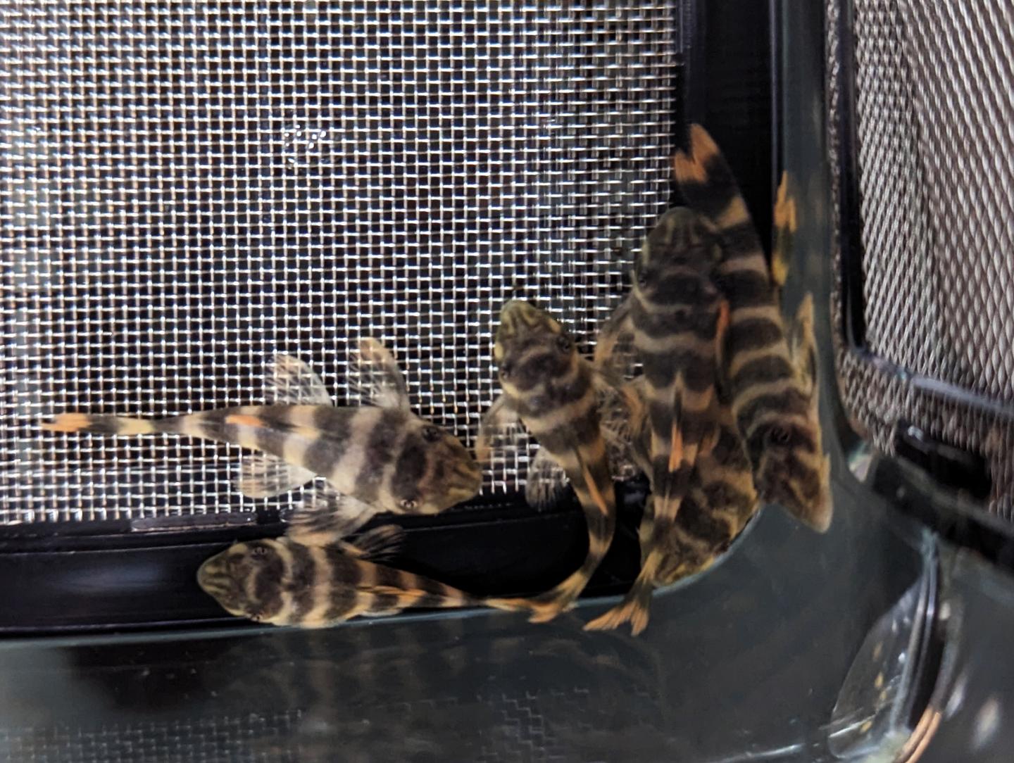 L377 Prince Tiger Pleco