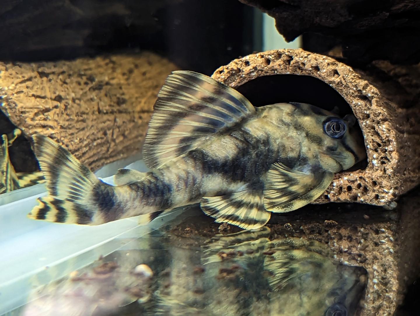 L202 Shortline Pleco