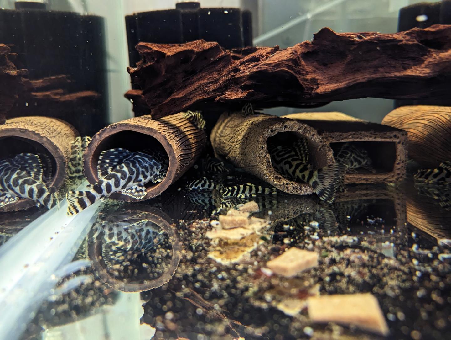 L134 Leopard Frog Pleco