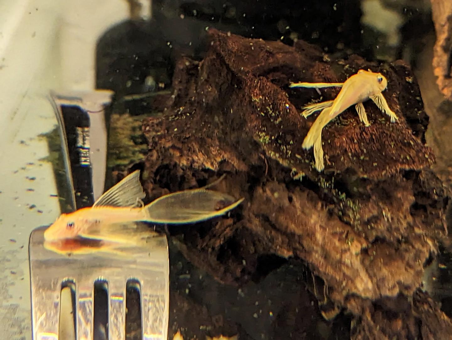 False L144 Lemon Longfin Bristlenose