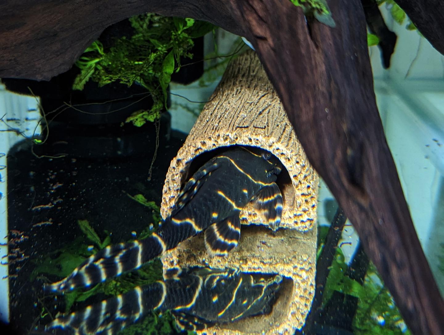 L204 Flash Pleco