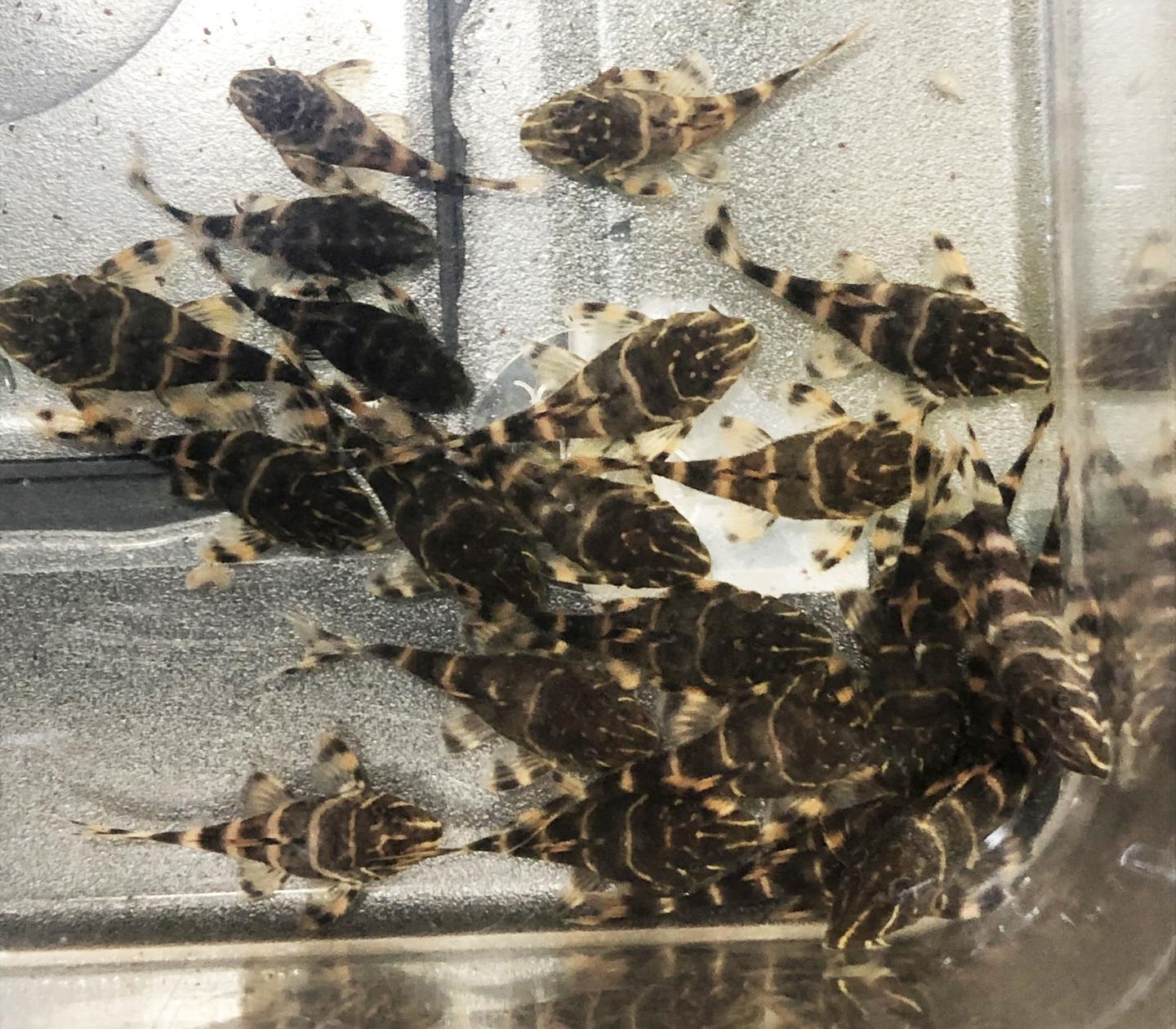 L104 Clown Pleco