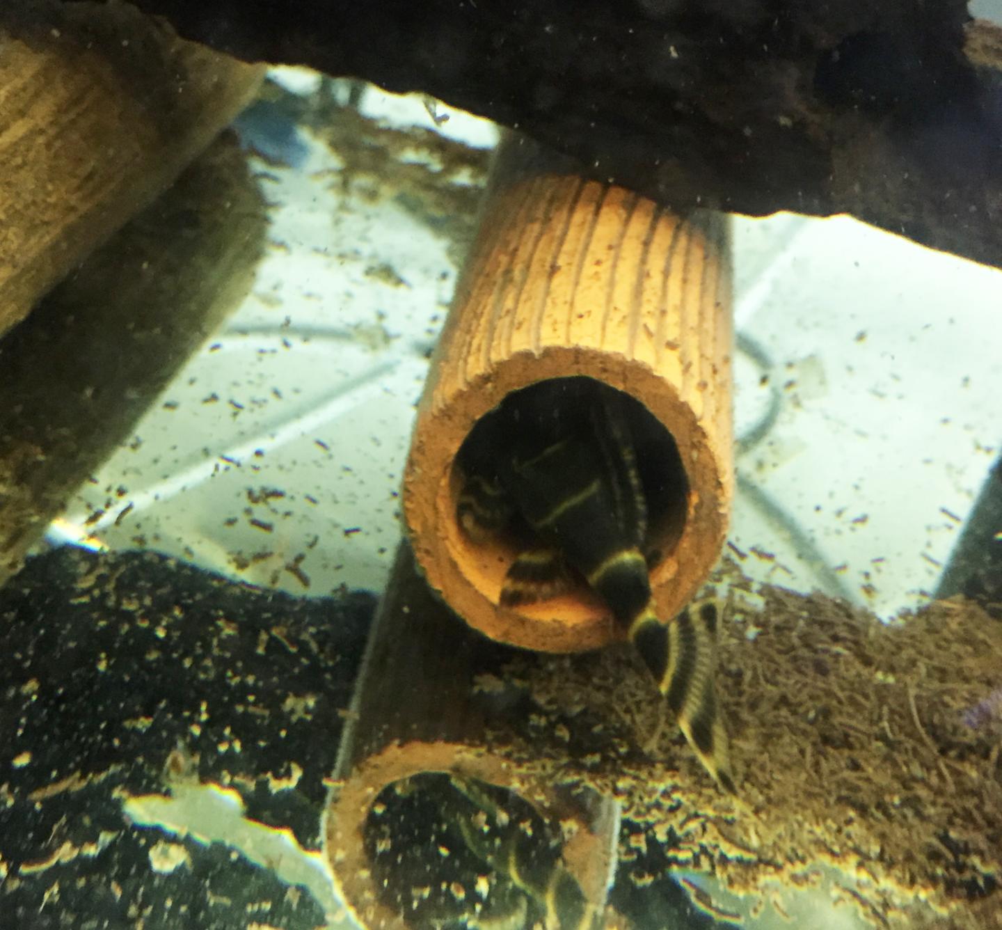 L104 Clown Pleco