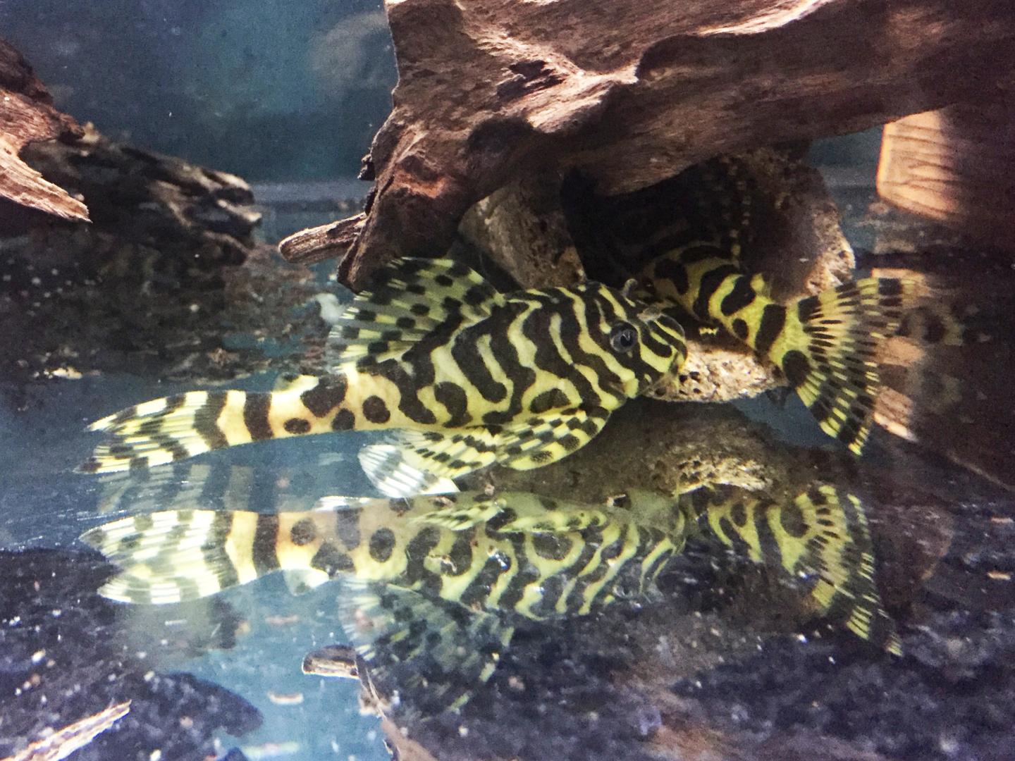 L134 Leopard Frog Pleco