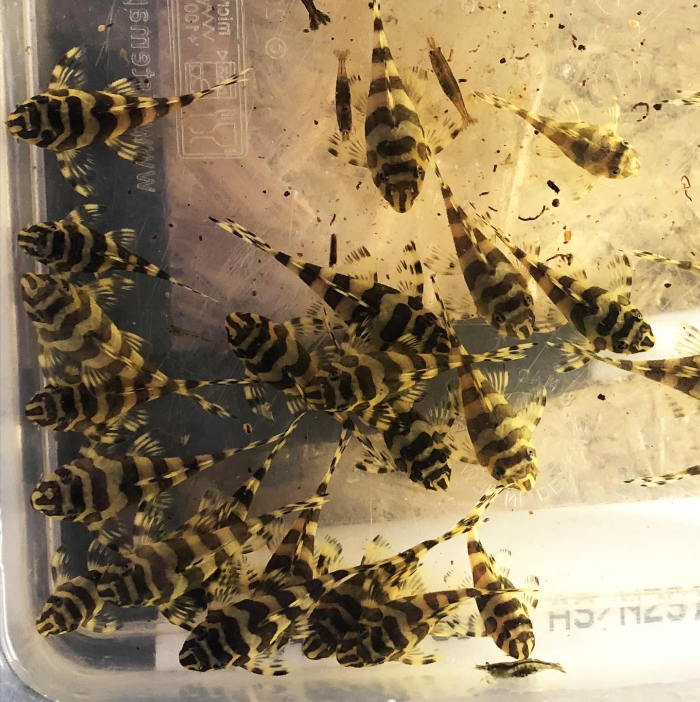 L134 Leopard Frog Pleco