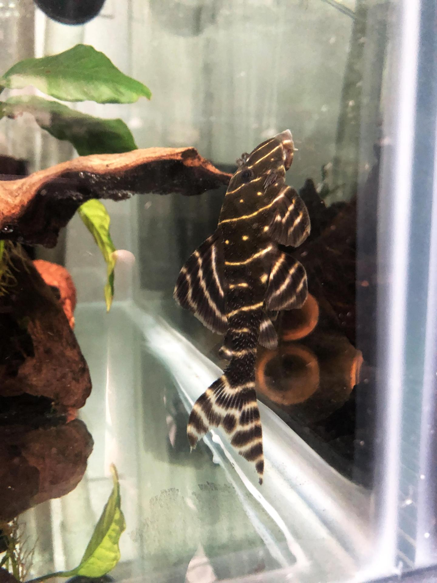 L204 Flash Pleco Adult