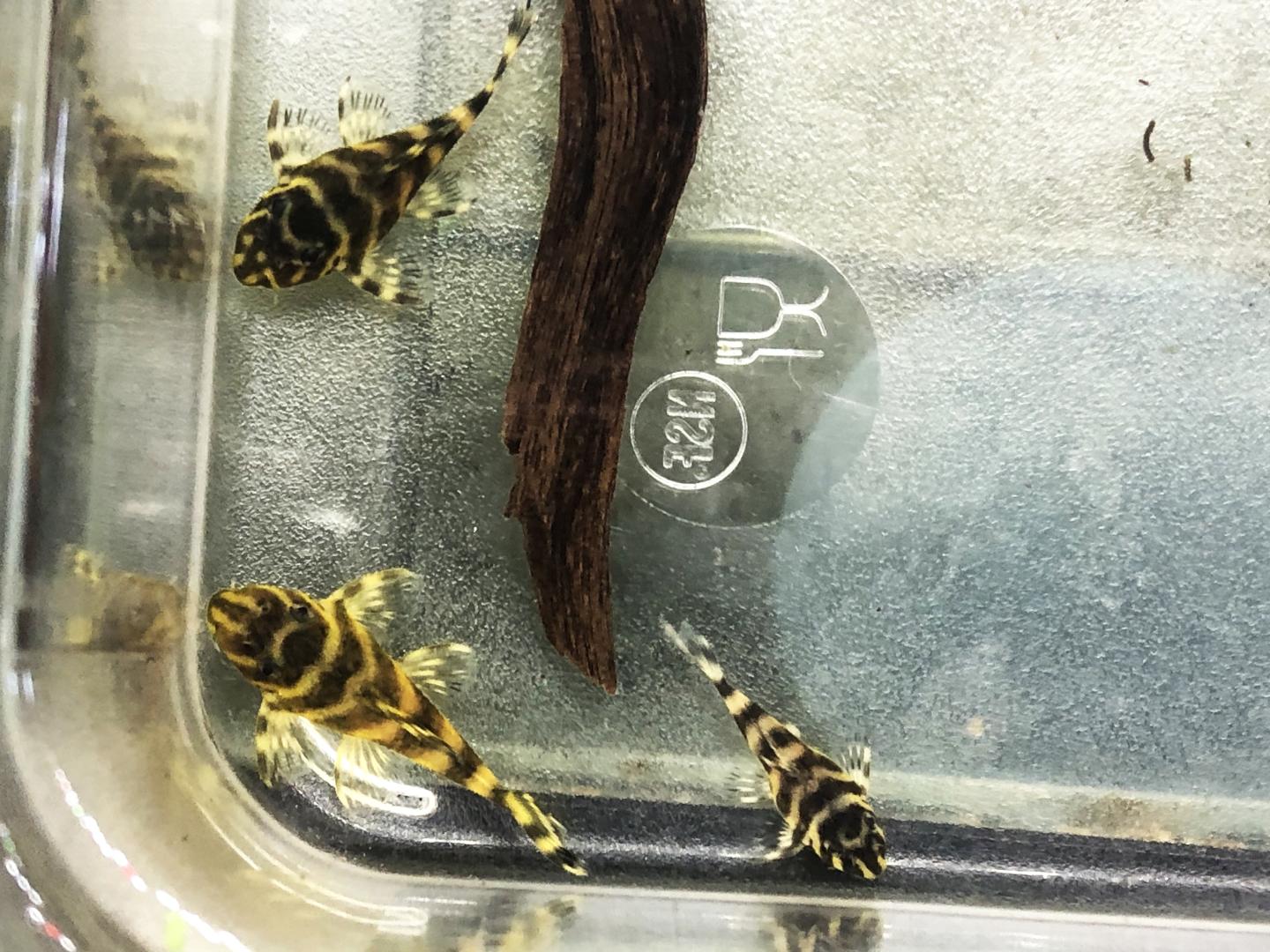 L270 Chocolate Zebra Pleco