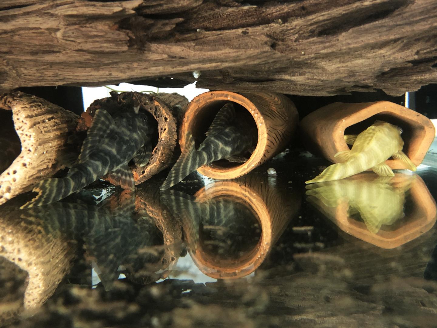 L377 - Prince Tiger Pleco