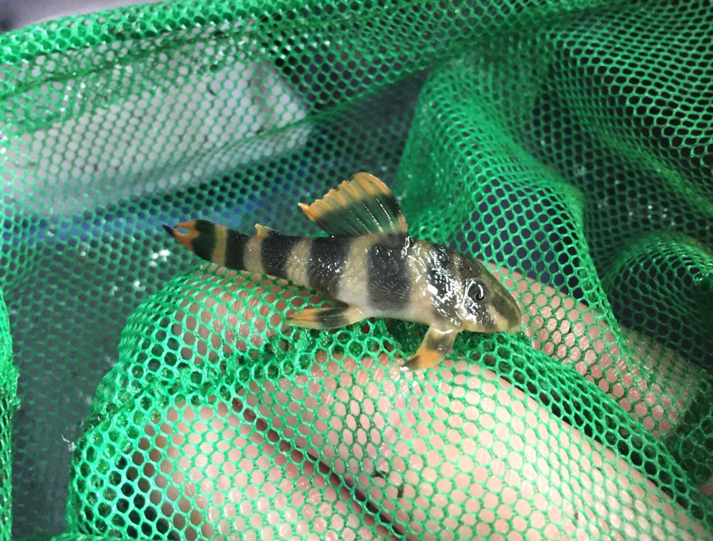 L377 Prince Tiger Pleco