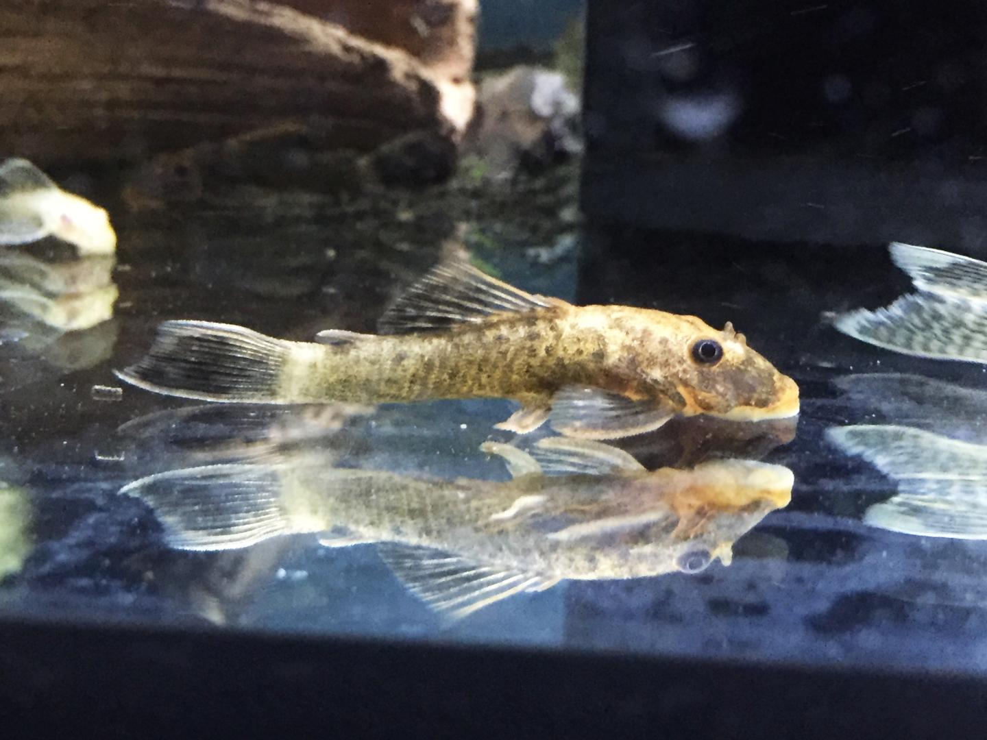 Buy Bristlenose Catfish online in Australia Point Pleco Aquariums