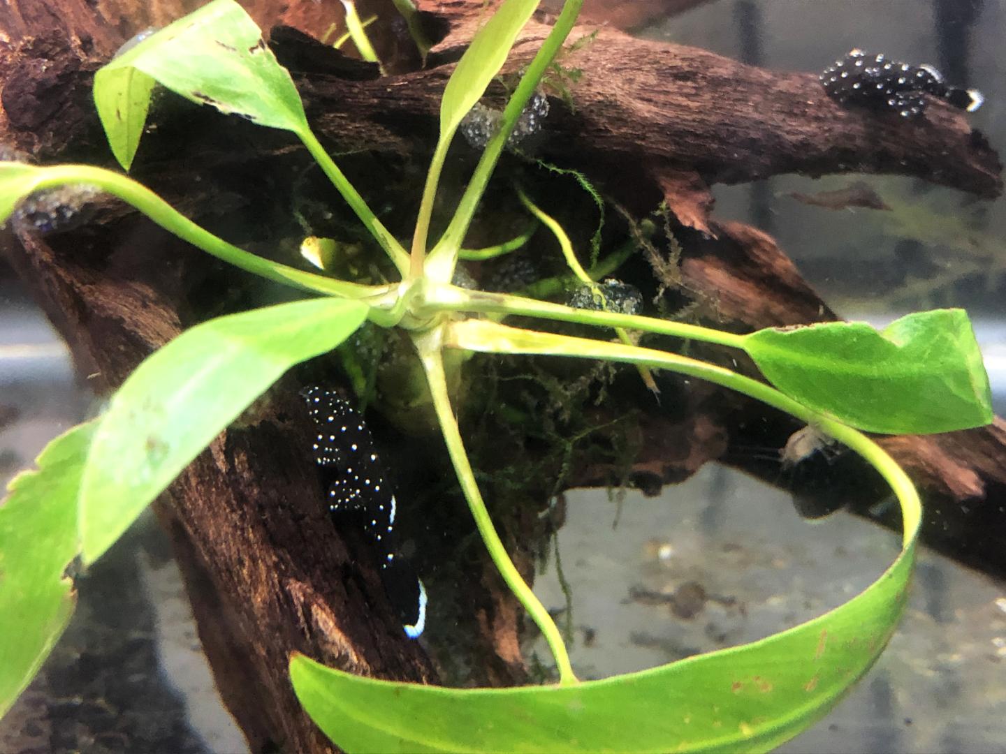 L071 - L181 - Peppermint Bristlenose