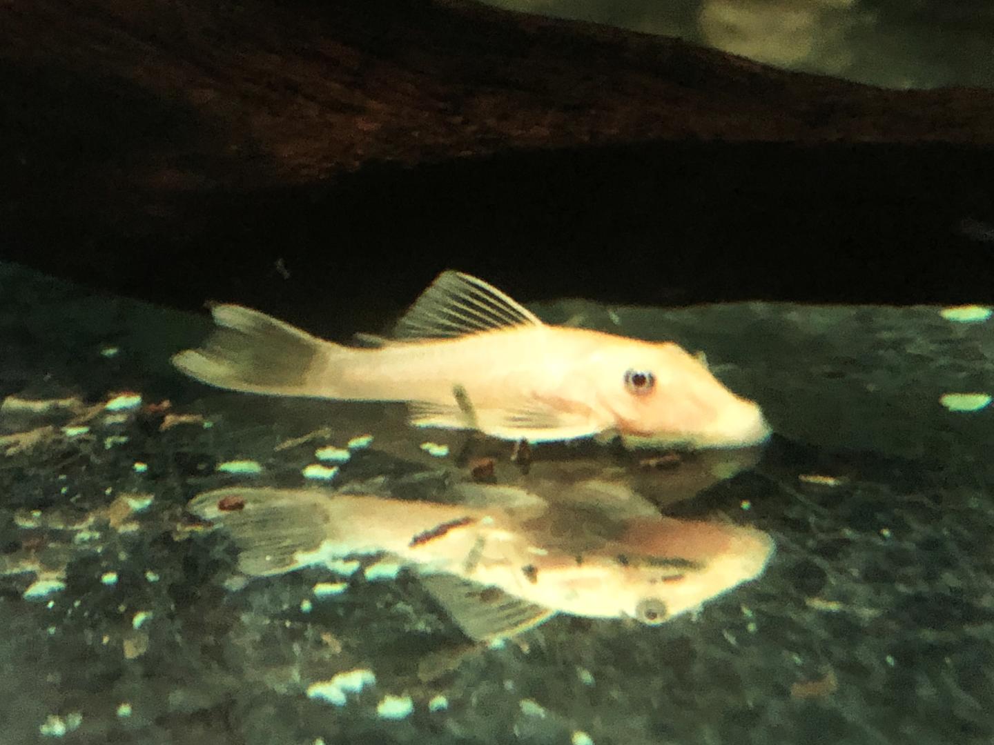 False L144 Lemon Blue Eye Bristlenose