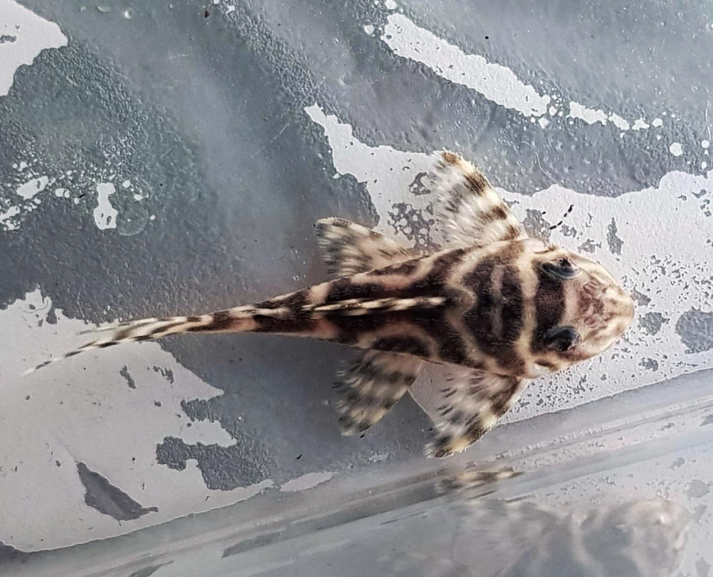 L066 King Tiger Pleco