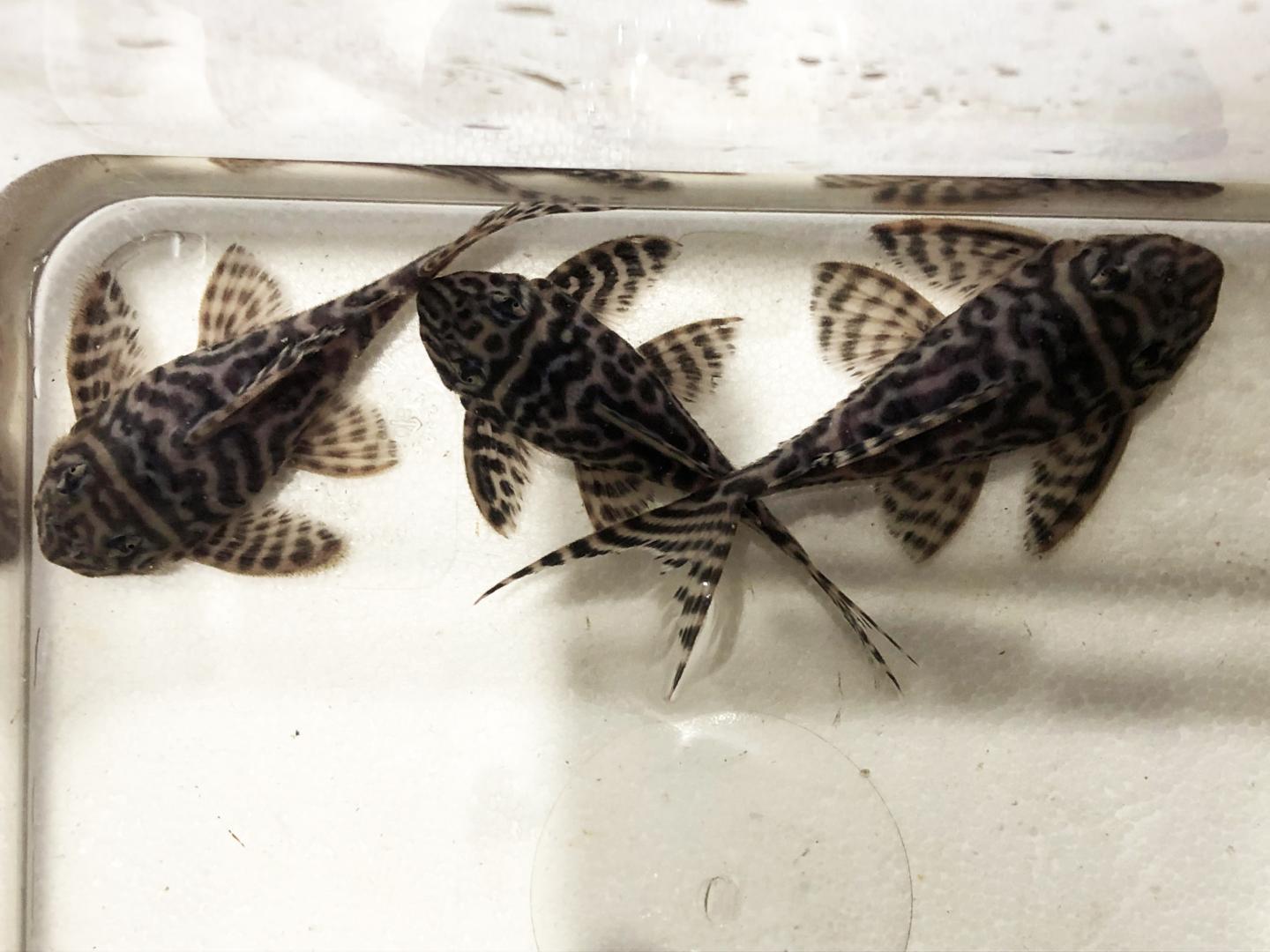 L066 King Tiger Pleco