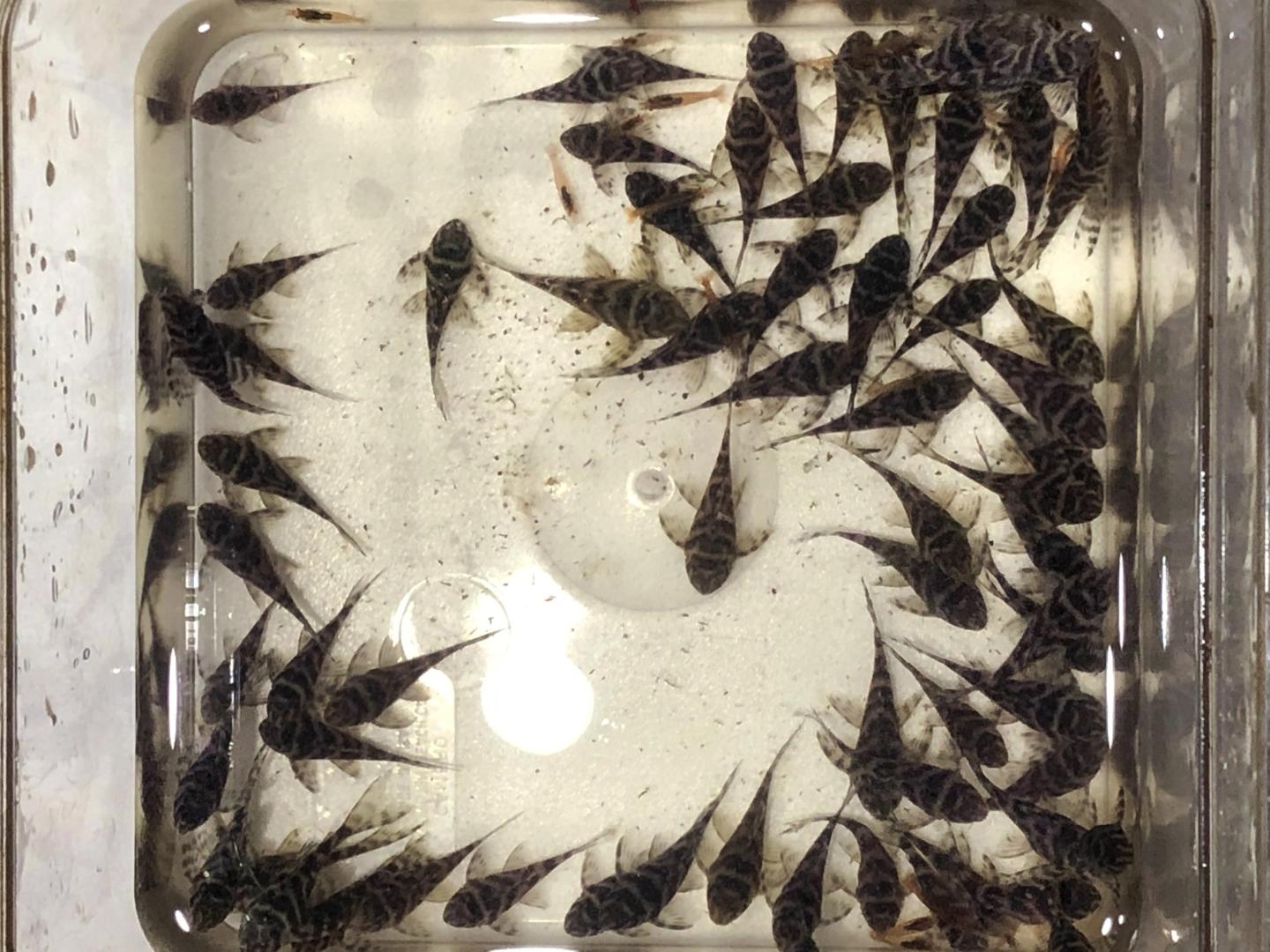 L066 King Tiger Pleco