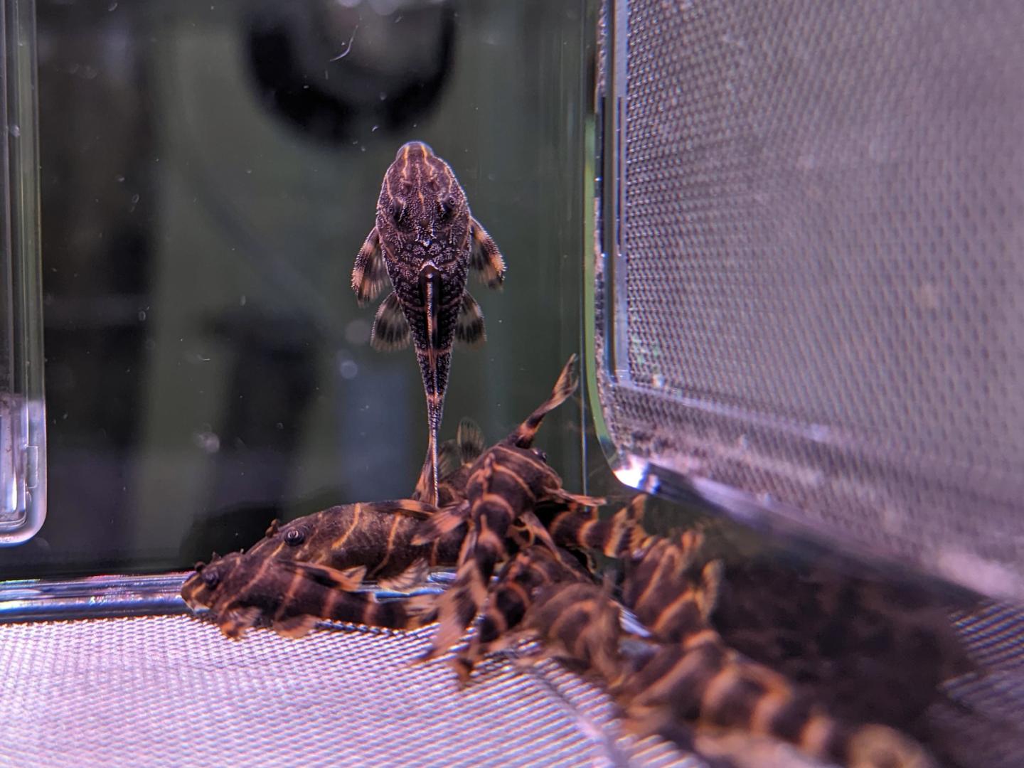 L104 clown pleco