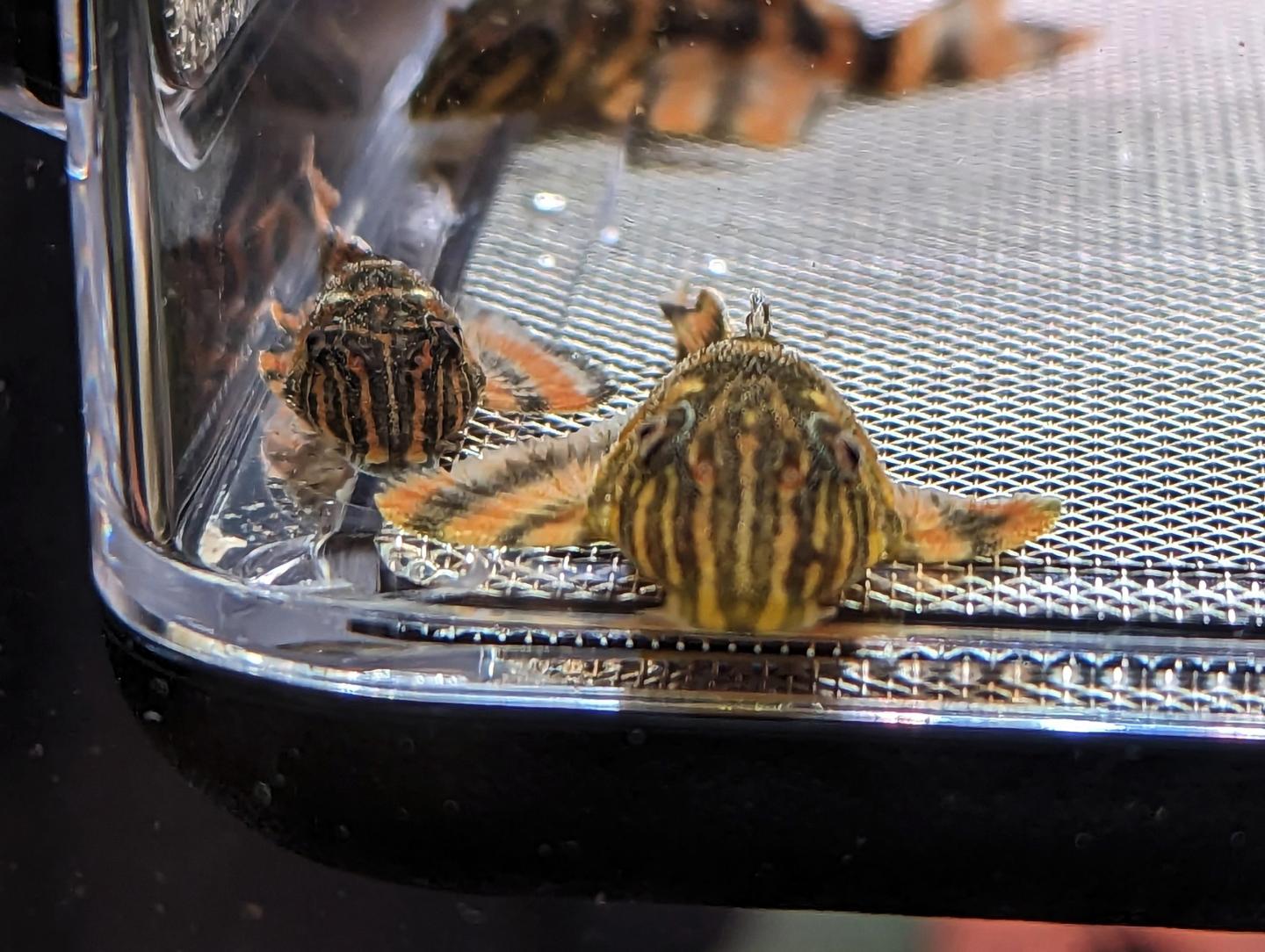 L002 Tiger Pleco