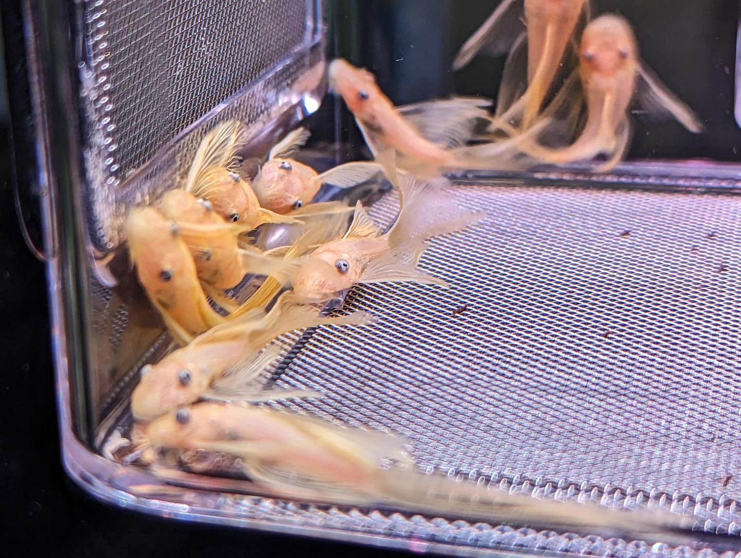 False L144 Lemon Longfin Bristlenose