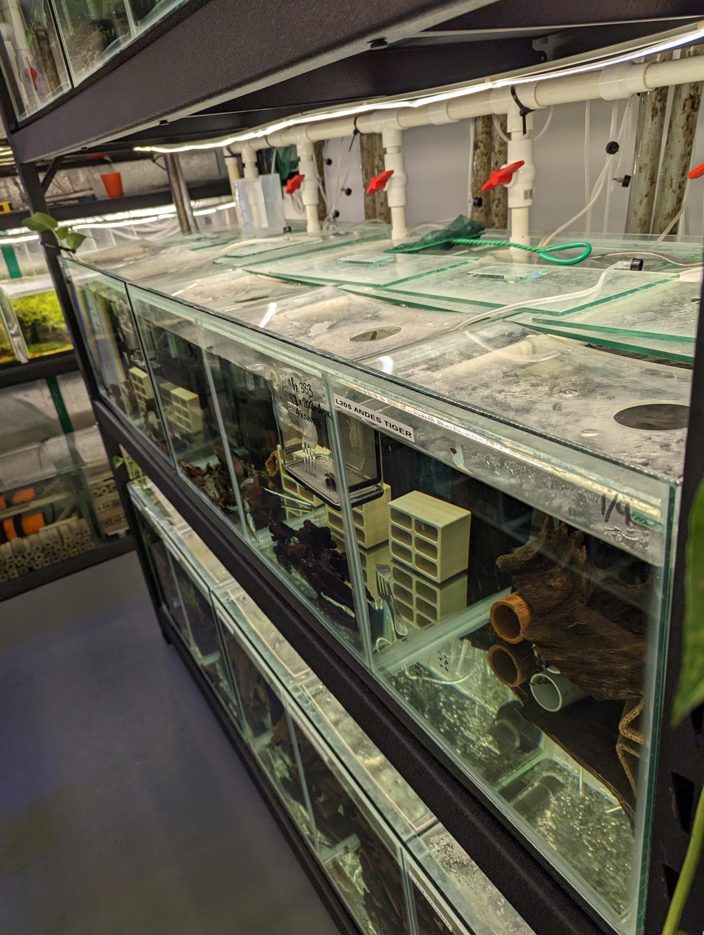 Point Pleco Aquariums fish room