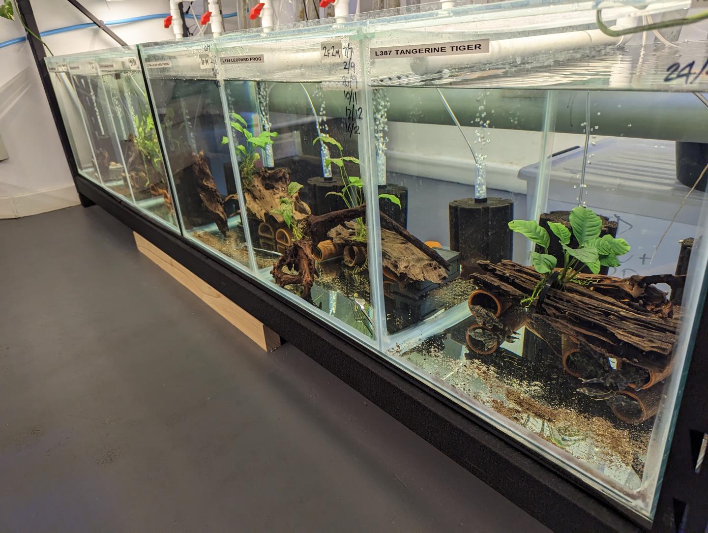 Point Pleco Aquariums fish room