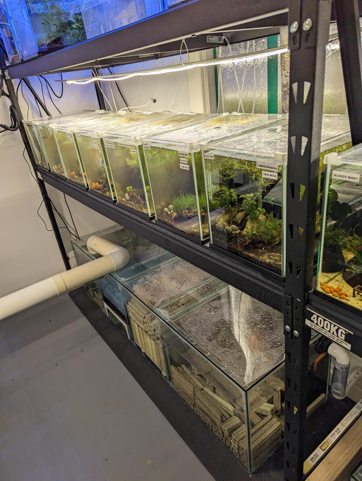 Point Pleco Aquariums fish room