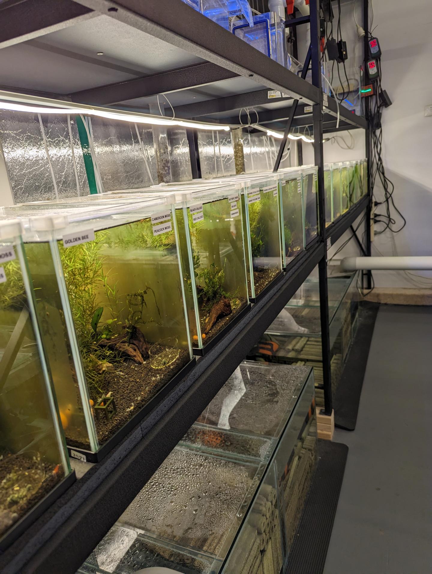 Point Pleco Aquariums fish room