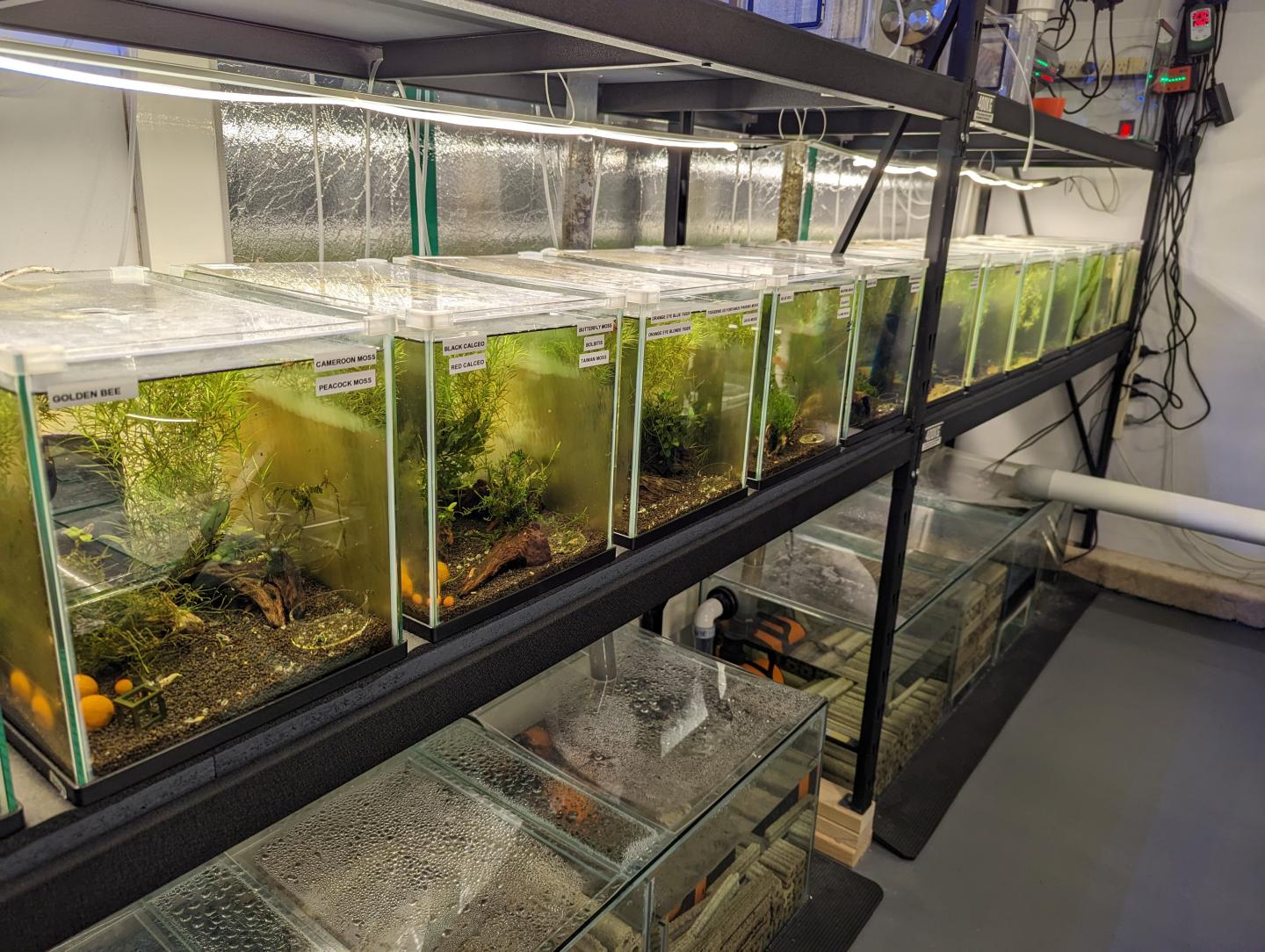 Point Pleco Aquariums fish room
