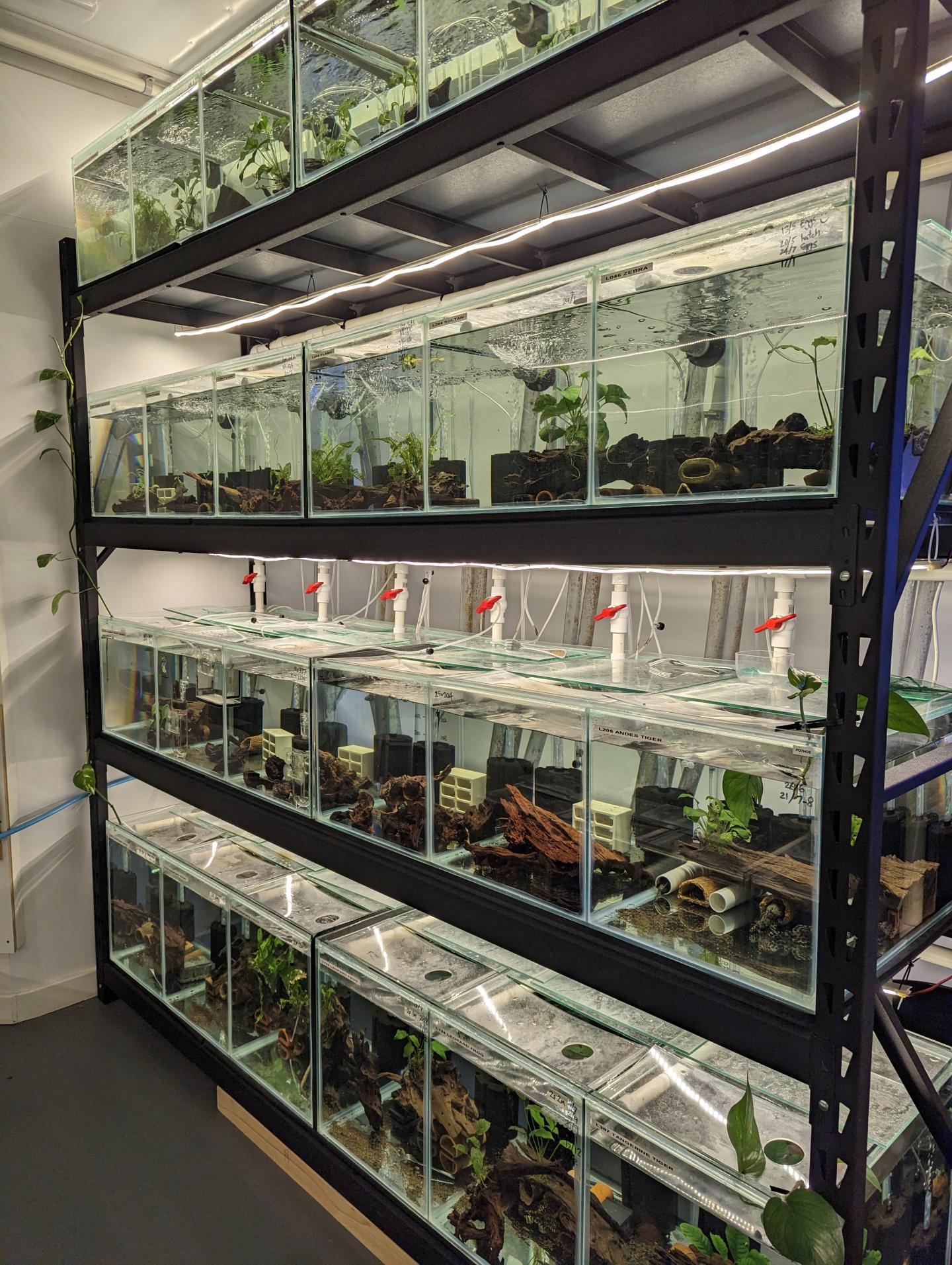 Point Pleco Aquariums fish room