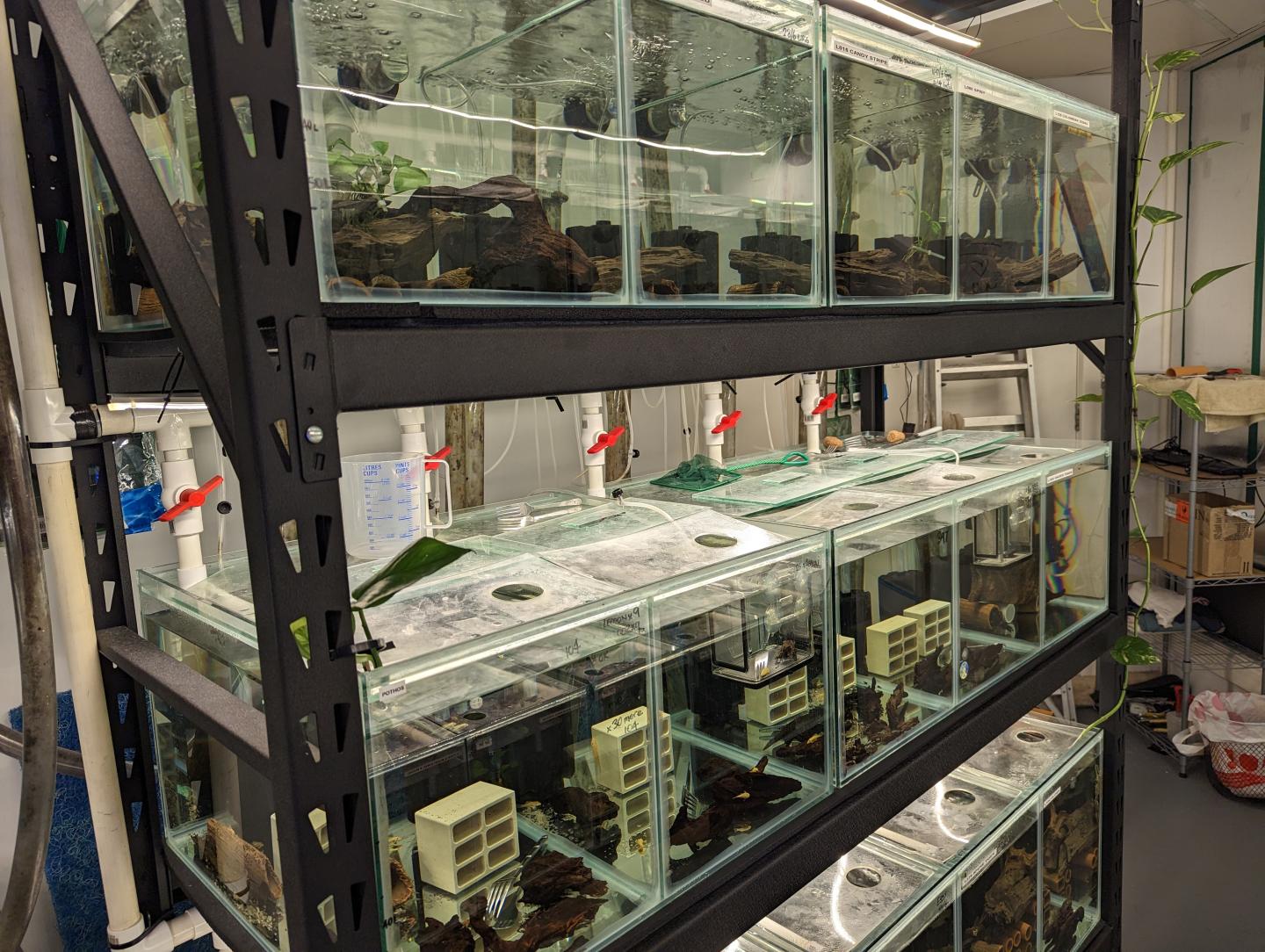 Point Pleco Aquariums fish room