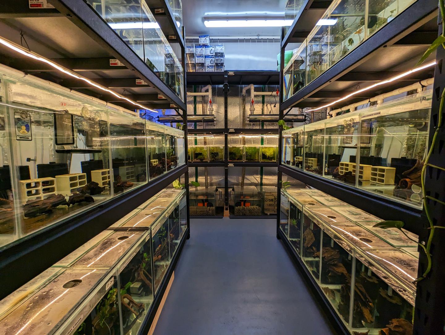 Point Pleco Aquariums fish room