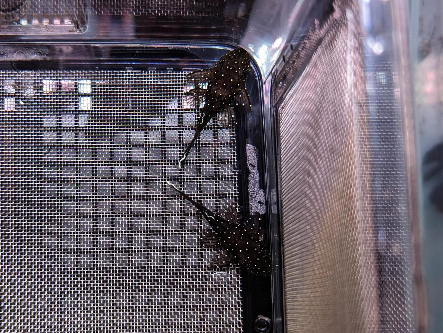 Peppermint Bristlenose