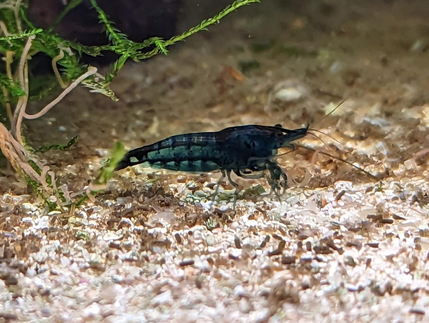 Blue Dream Shrimp