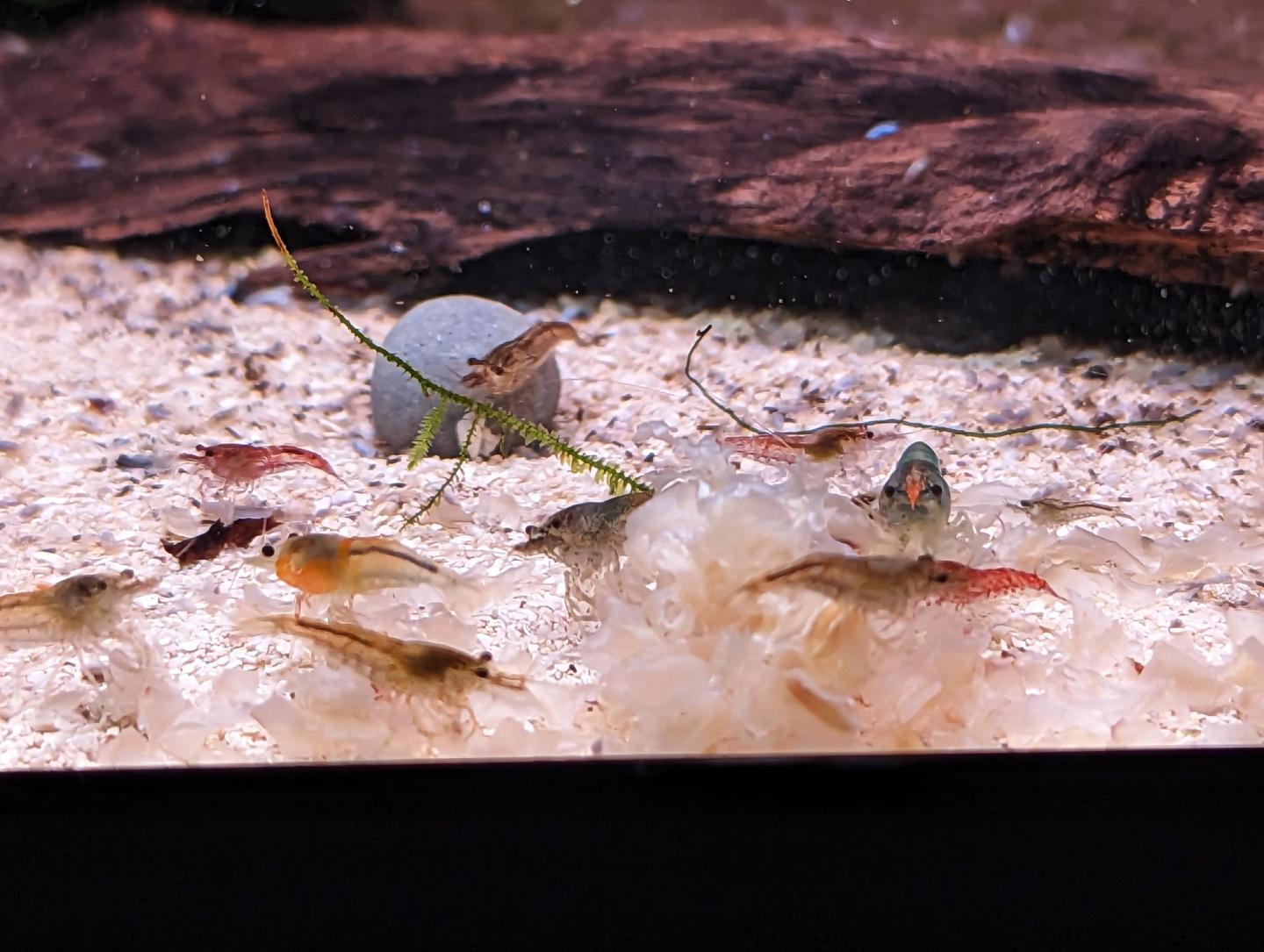 Skittles Shrimp (78)